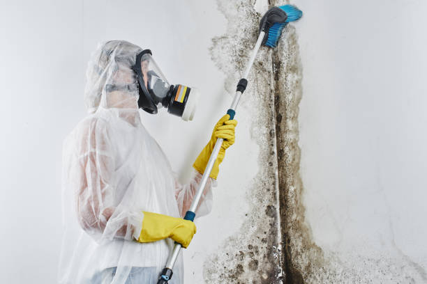 Best Basement Mold Remediation in Springfield, OH