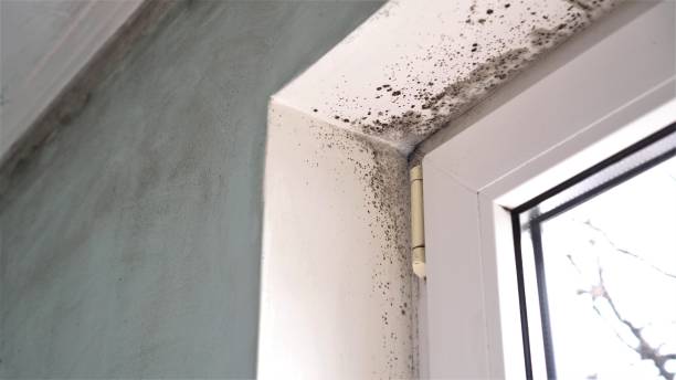 Best Insurance-Related Mold Remediation in Springfield, OH