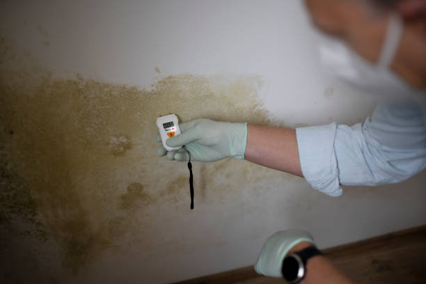 Best Kitchen Mold Remediation in Springfield, OH