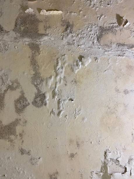 Best Bathroom Mold Remediation in Springfield, OH
