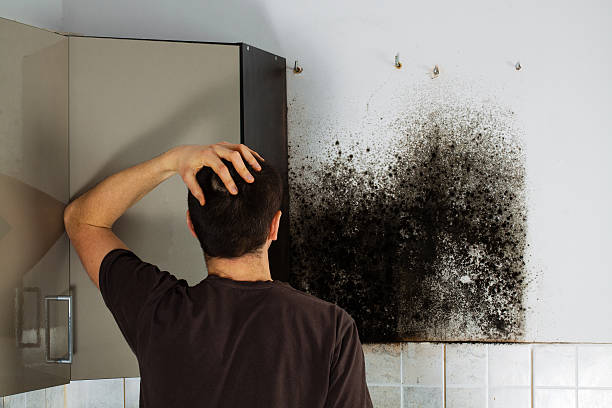 Best Post-Flood Mold Remediation in Springfield, OH
